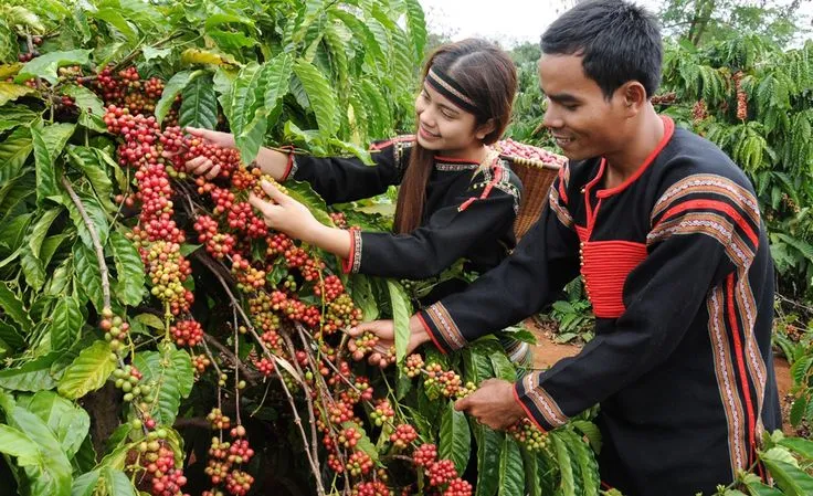 Choosing Between Robusta and Arabica Vietnam Coffee Beans – What Buyers Need to Know
